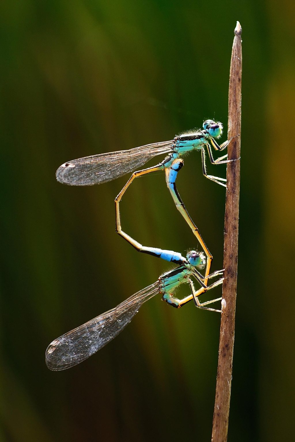 Foto de Los amantes del mundo de la entomología tienen una cita en